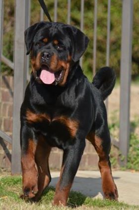 roman rottweiler puppies for sale
