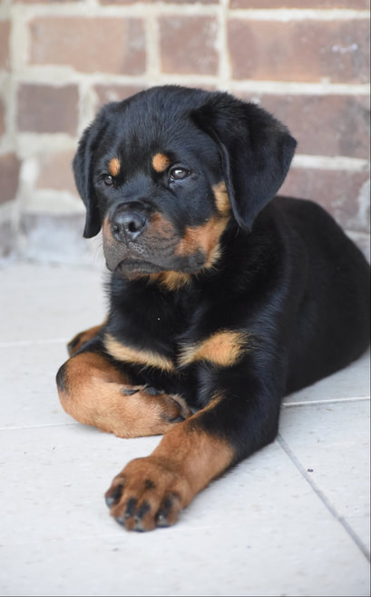 red rottweiler puppies for sale